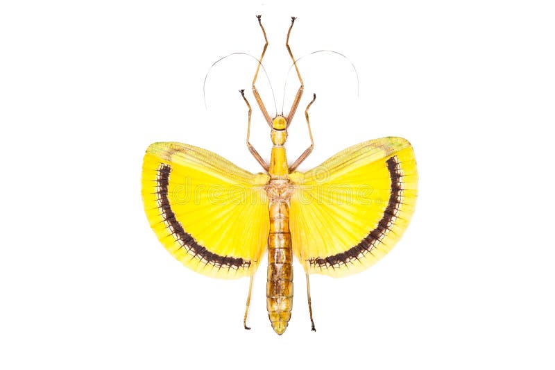 Yellow beetle Tagesoidea nigrofasciata isolated