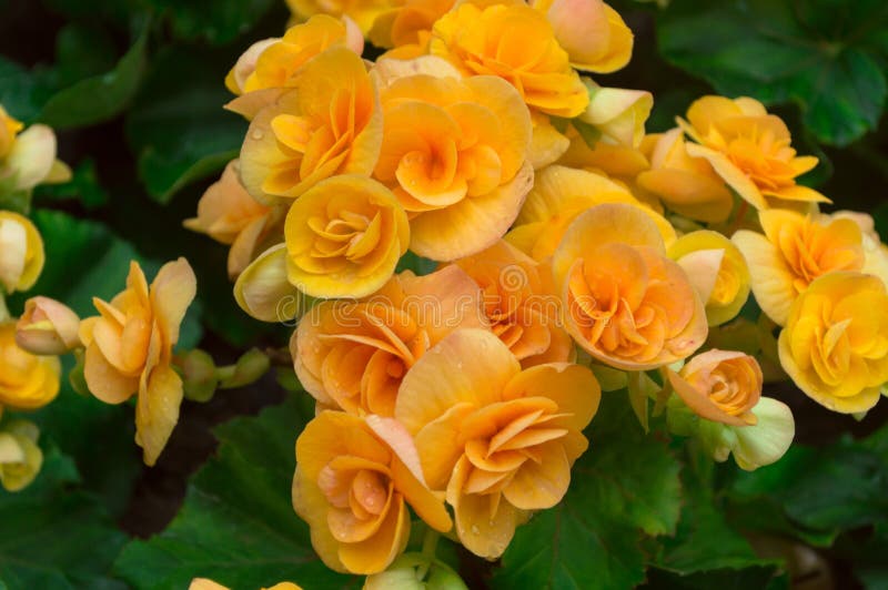 Yellow begonia flower and green Leaves in the garden