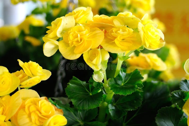 3,950 Yellow Begonia Stock Photos - Free & Royalty-Free Stock Photos from  Dreamstime