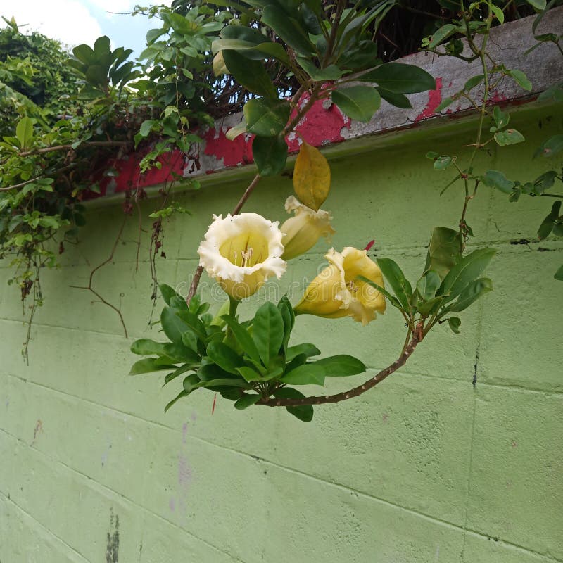 Yellow Bell Flower on the Green Wall Stock Photo Image of yellow