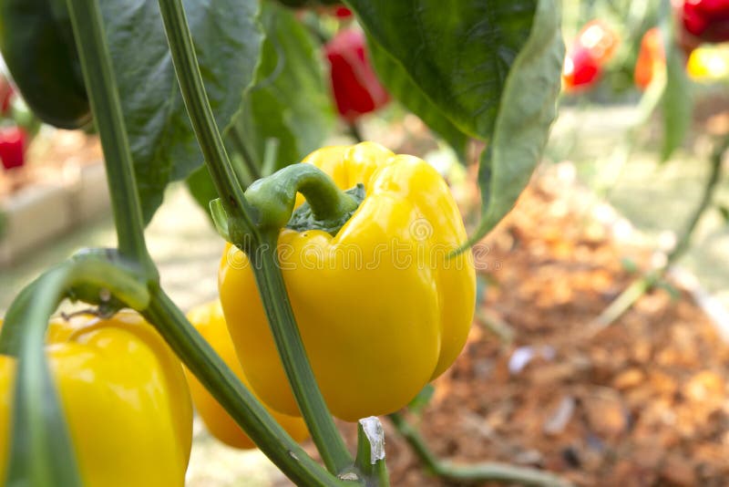Yellow Bell Pepper Sweet Pepper on the Pepper Tree. Stock Photo Image