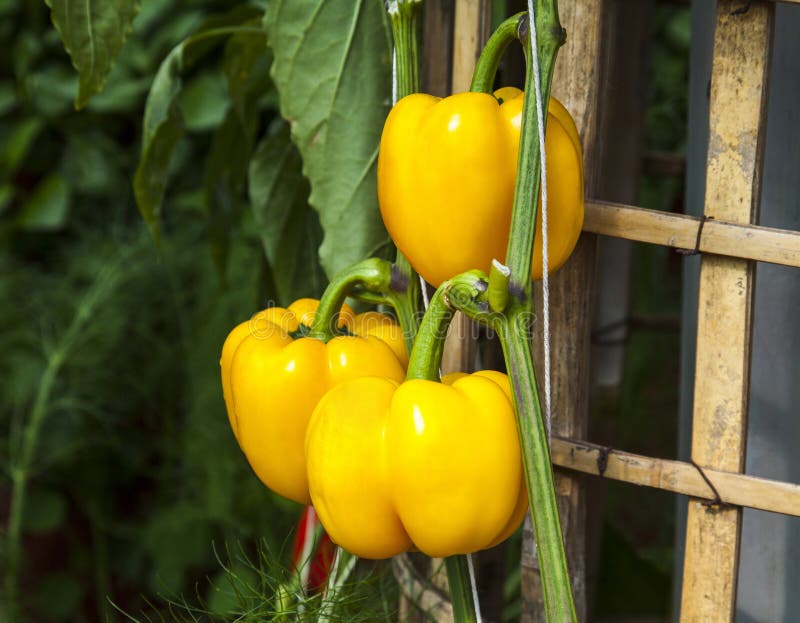 Yellow bell peppers