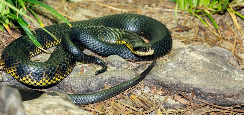 184 Viper Snake Fangs Tongue Stock Photos - Free & Royalty-Free Stock