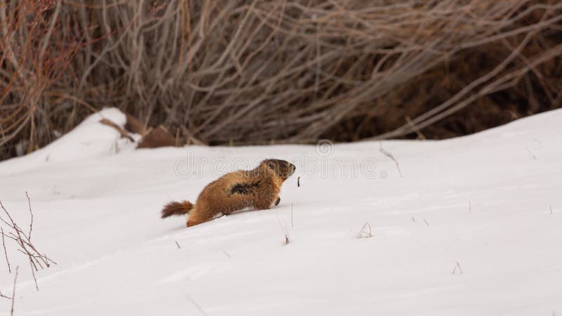 A yellow bellied marmot makes it`s way up a slope through the snow