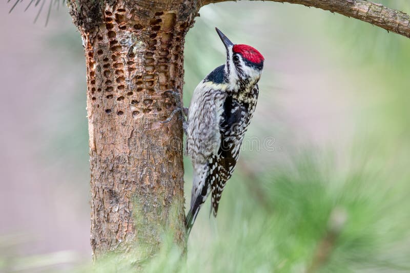 Woodpecker Inspecting Holes in Tree