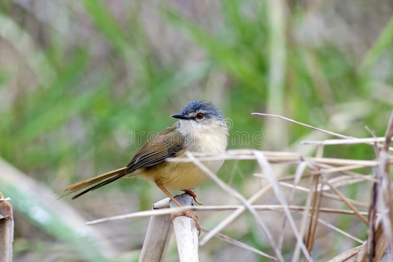 Yellowbellied Wren Warbler Stock Photo Image 24205692