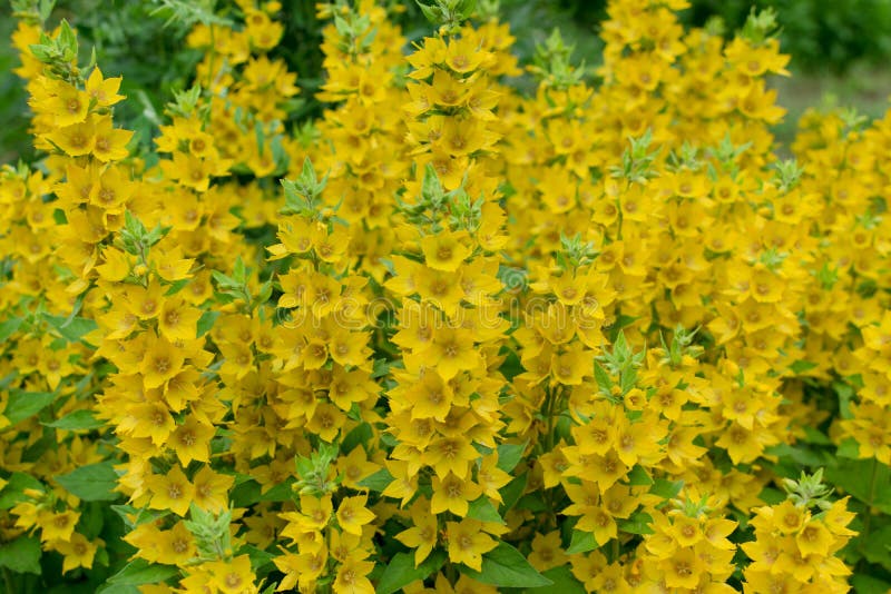 Yellow Bells Flowers of Lysimachia Punctata in Summer Garden Stock ...