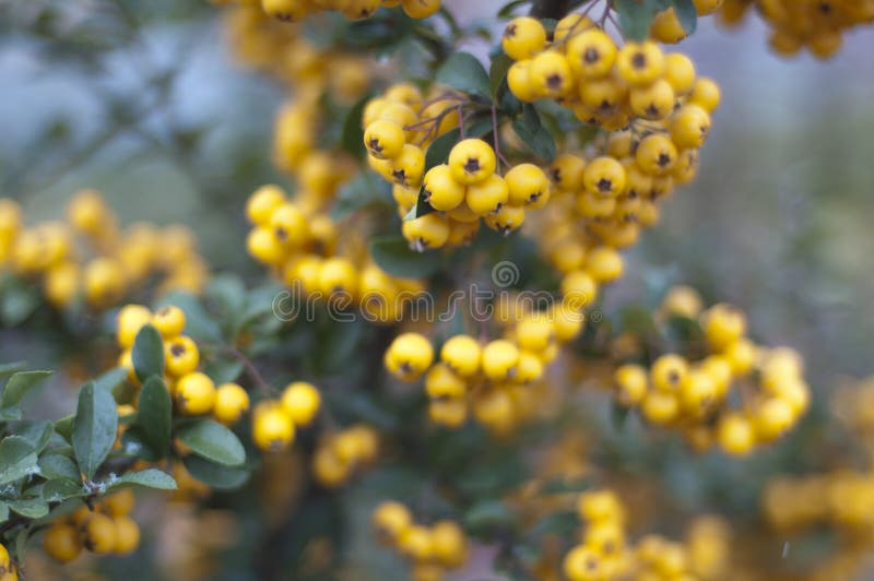 Yellow berries stock photo. Image of autumn, taste, harvest 23801388