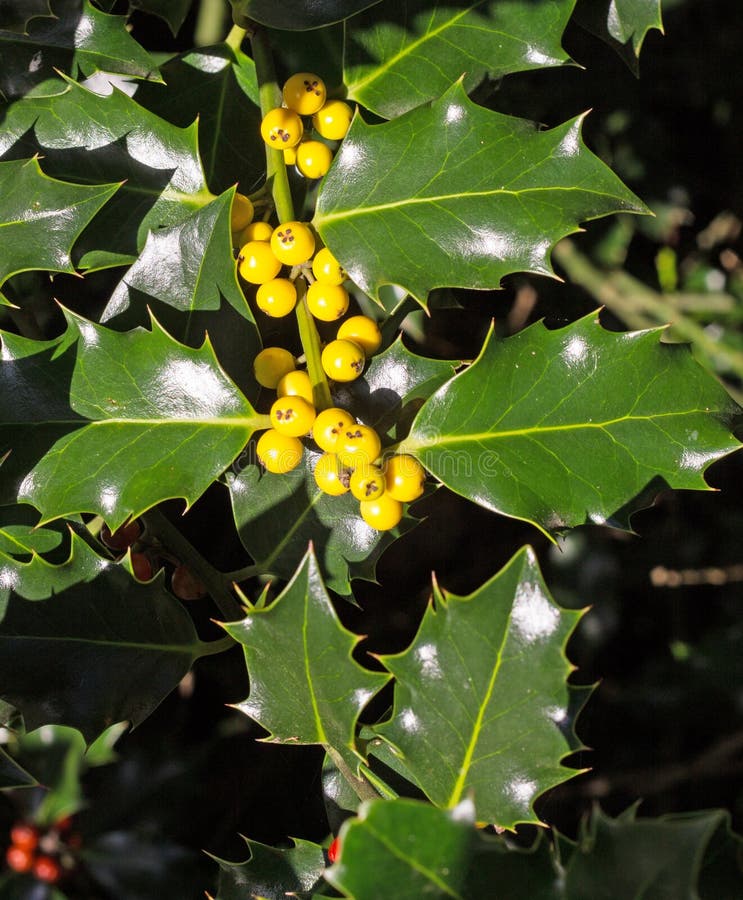 Yellow Berries On A Holly Bush Stock Image Image of gardening, breed