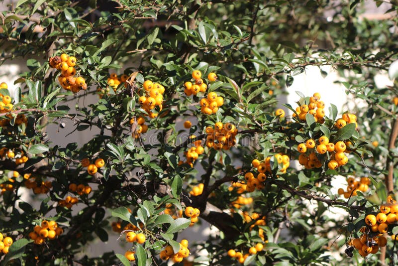 Yellow Berries Ripened on a Bush in the Garden. Stock Photo Image of