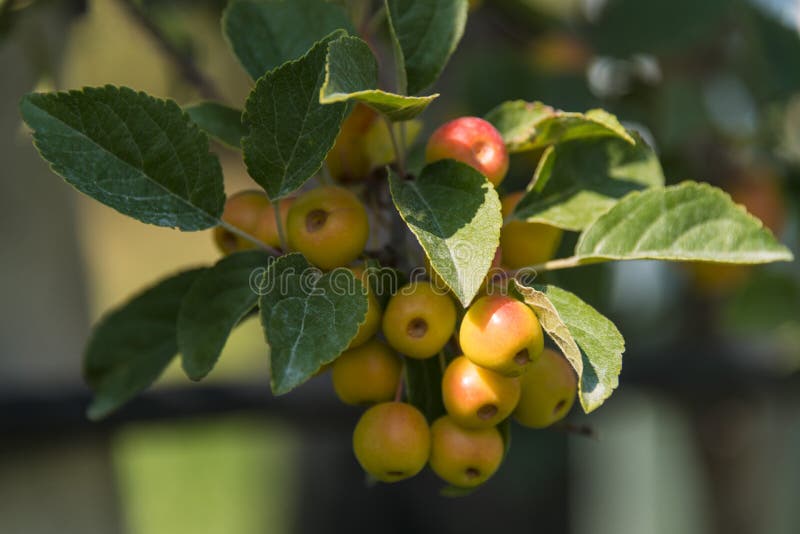 Yellow Berry with Leaves on a Bush Stock Photo Image of ripe, berry
