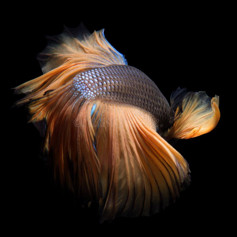 Yellow Betta Fish on White Background Stock Image - Image of blue, fish ...