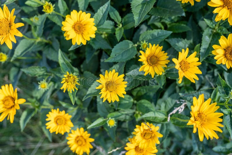 Yellow Bidens aristosa in beautiful spring, Tickseed Sunflower stock photos Yellow Bidens aristosa in beautiful spring, Tickseed Sunflower stock photos