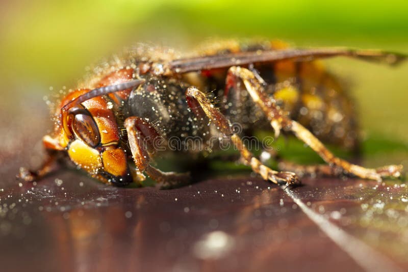 Big Hornet in Detail in the Green Nature Stock Image - Image of green,  animal: 185263075