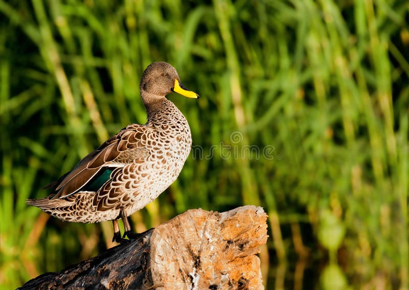 Yellow bill duck stock image. Image of african, wild 22472311