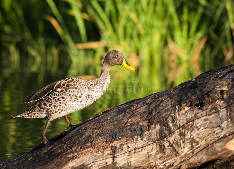 Yellow bill duck stock image. Image of african, wild 22472311