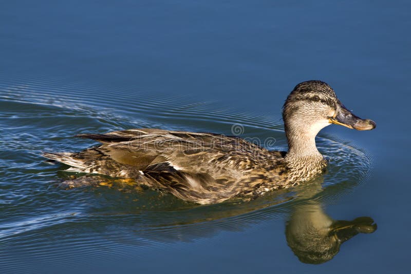 Yellow-billed duck