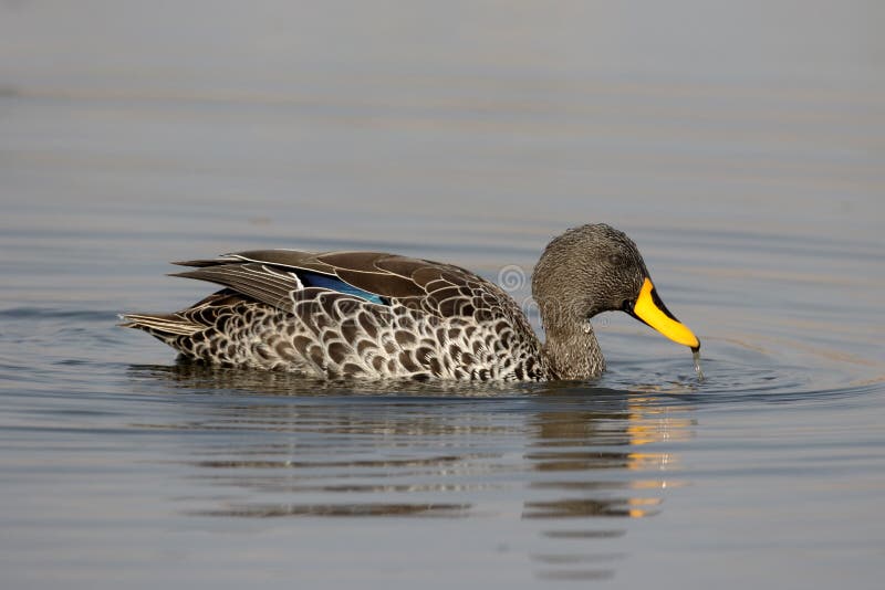 Yellow-billed duck, Anas undulata