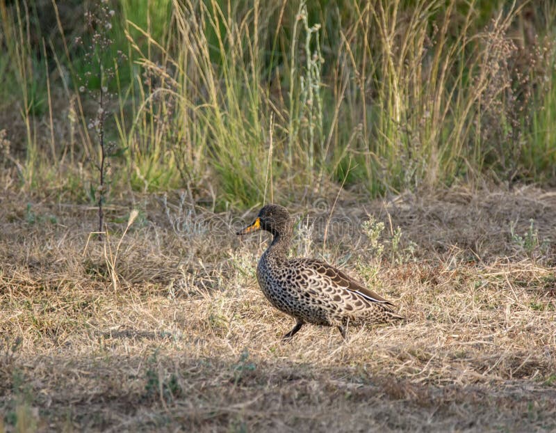 Yellow-billed Duck