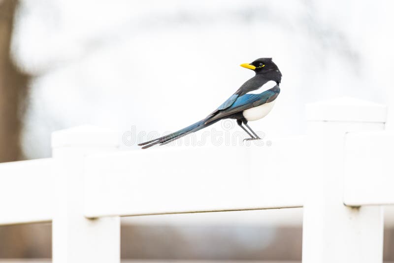 The yellow-billed magpie is a large bird endemic to Sacramento Valley stock images