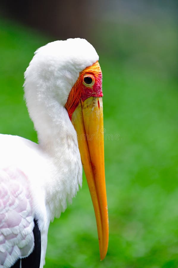 Yellow billed Stork 1