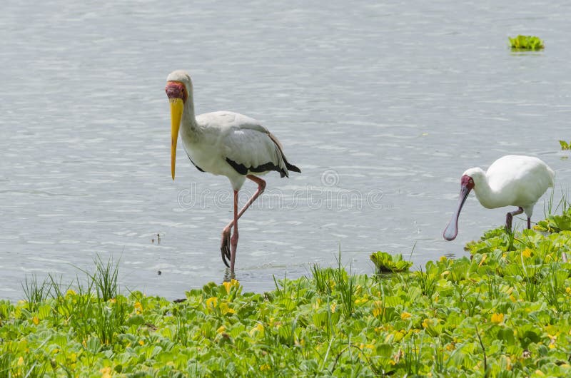 The Yellow-billed Stork (Mycteria ibis) is a large wading bird in the stork family Ciconiidae and a African Spoonbill (Platalea alba) is a long-legged wading bird[2] of the ibis and spoonbill family Threskiornithidae. Selous Game Reserve, Tanzania, Africa. The Selous was designated a UNESCO World Heritage Site in 1982. The Yellow-billed Stork (Mycteria ibis) is a large wading bird in the stork family Ciconiidae and a African Spoonbill (Platalea alba) is a long-legged wading bird[2] of the ibis and spoonbill family Threskiornithidae. Selous Game Reserve, Tanzania, Africa. The Selous was designated a UNESCO World Heritage Site in 1982.