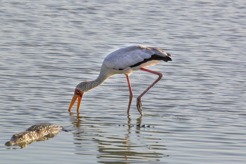 Also called the wood stork or wood ibis, is a large African wading stork species in the family Ciconiidae. The Selous Game Reserve is one of the largest faunal reserves of the world, located in the south of Tanzania. It was named after Englishman Sir Frederick Selous, a famous big game hunter and early conservationist. Nowadays, the reserve covers a total area of 54,600 km2. Also called the wood stork or wood ibis, is a large African wading stork species in the family Ciconiidae. The Selous Game Reserve is one of the largest faunal reserves of the world, located in the south of Tanzania. It was named after Englishman Sir Frederick Selous, a famous big game hunter and early conservationist. Nowadays, the reserve covers a total area of 54,600 km2.