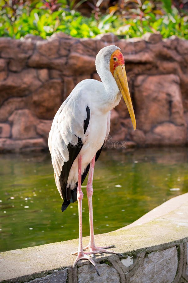 Yellow billed stork royalty free stock photos Yellow billed stork royalty free stock photos