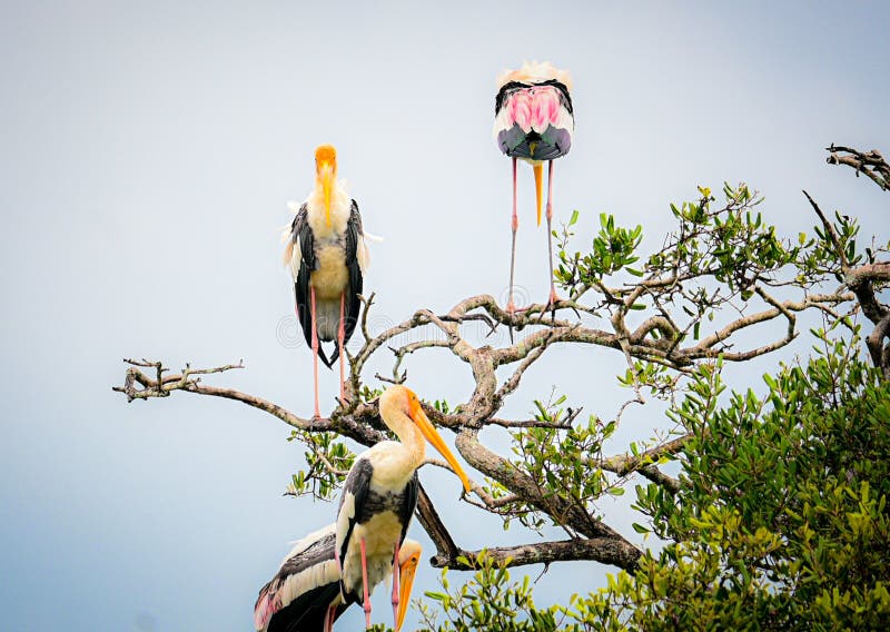 Yellow Billed White Storks in a Tree - Migrating Wetland Birds