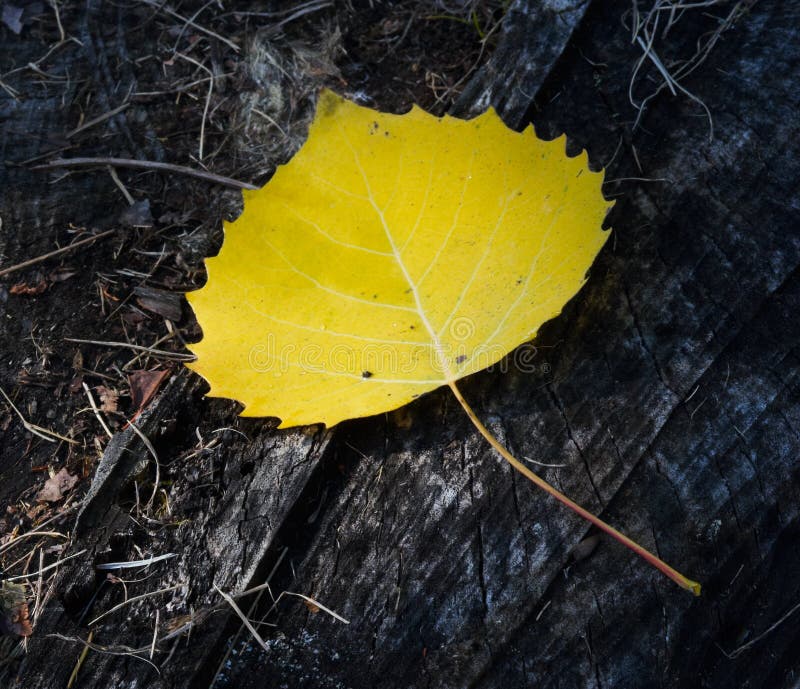 Yellow birch leaf stock photography