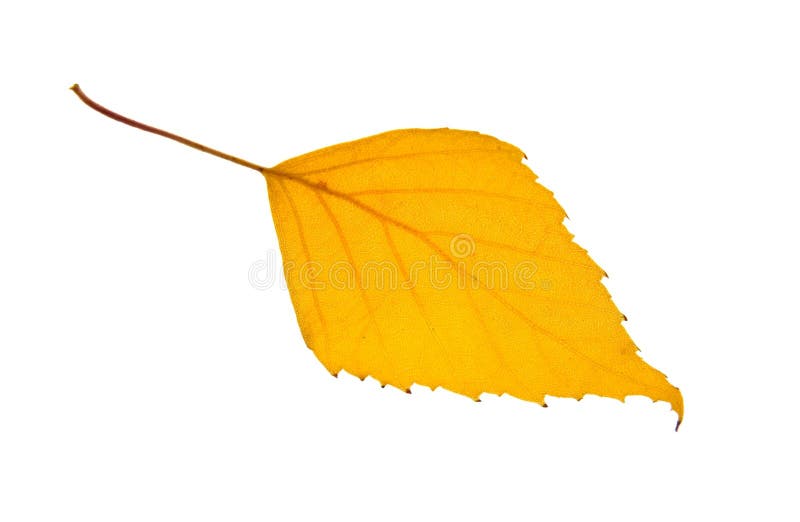 Yellow birch leaf royalty free stock image