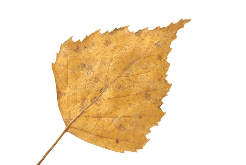 Yellow birch leaf royalty free stock photo