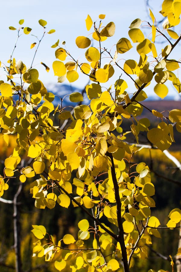 Yellow birch leaf on blue mountain background stock photos