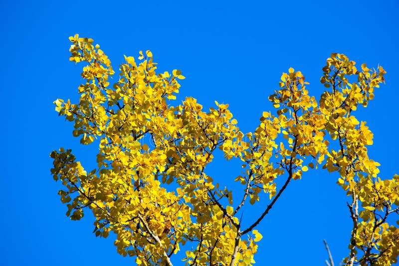 Yellow birch leaf on blue sky background stock image