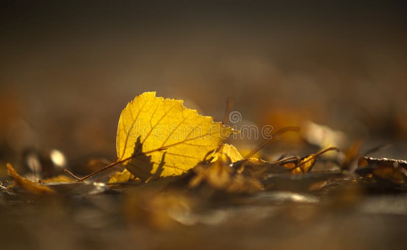Yellow birch leaf in early autumn stock photography