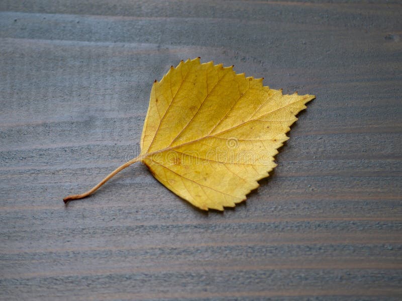 Yellow birch leaf on a gray wooden background royalty free stock image