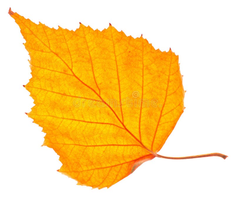 Yellow birch leaf isolated stock image