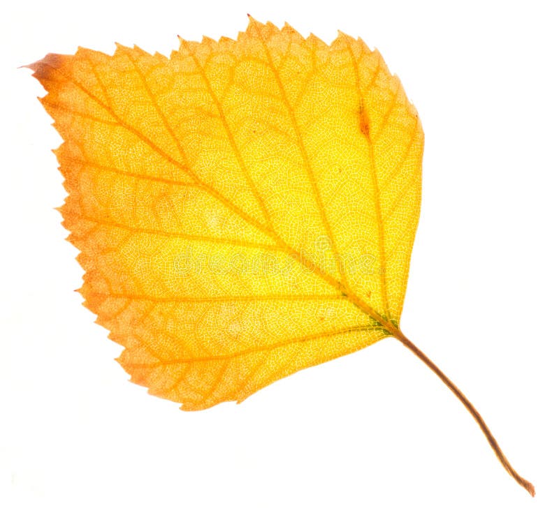 Yellow birch leaf isolated royalty free stock image