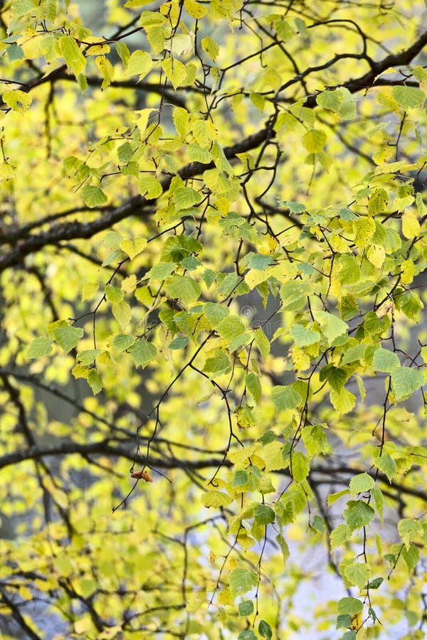 Yellow birch leaves stock photo. Image of luch, leaves 20798284