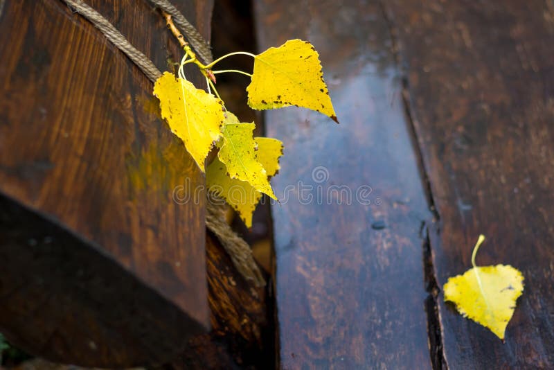 Yellow birch leaves on a wet wooden bench in the park in the fall_ stock photos Yellow birch leaves on a wet wooden bench in the park in the fall_ stock photos