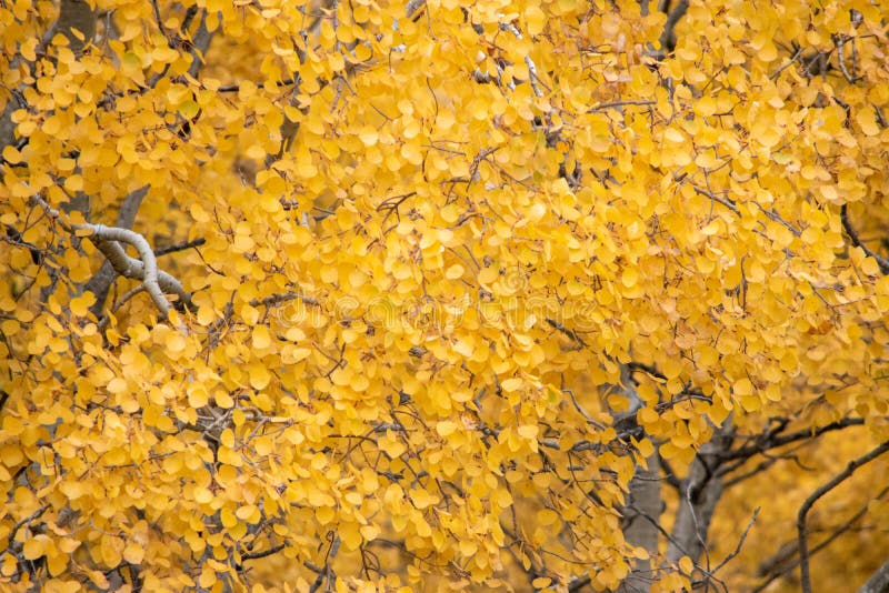 Yellow Birch Tree Betula Leaves in Fall Stock Image Image of rosids
