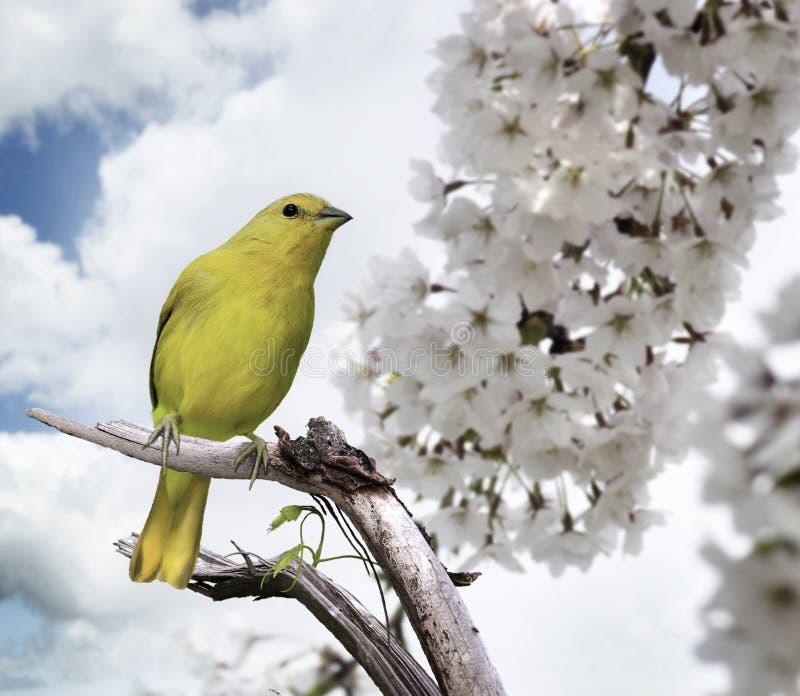 Red and yellow bird houses stock image. Image of houses 21336663