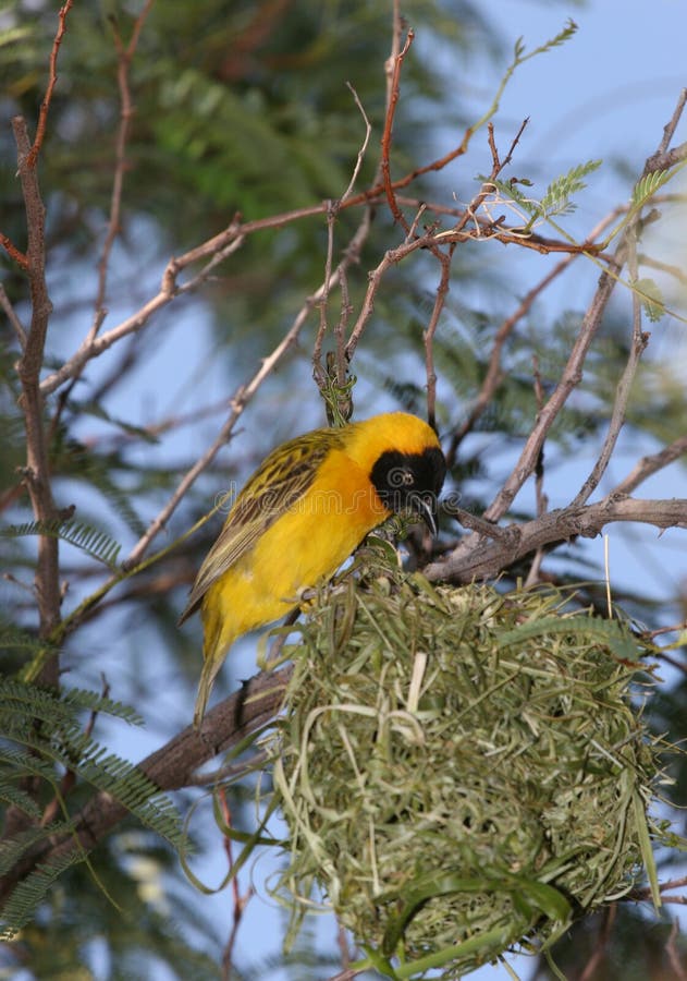 Yellow bird