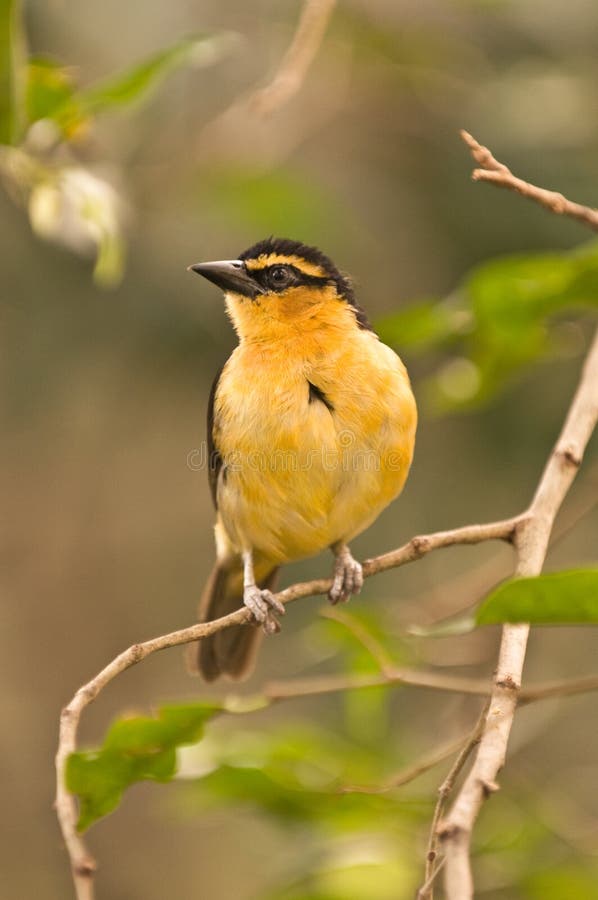 Yellow bird royalty free stock photos Yellow bird royalty free stock photos