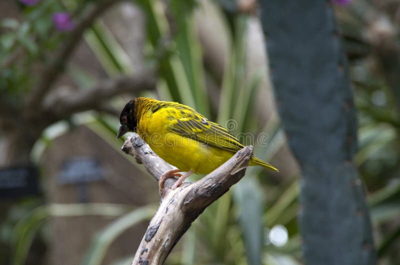 Yellow bird