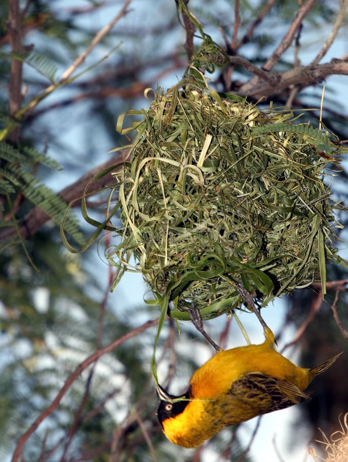 Yellow bird building his house