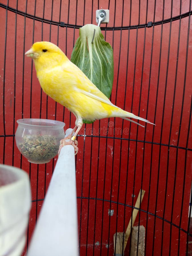 Bird Cage Stock Photos Download 17977 Royalty Free Photos