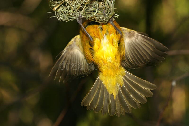 Yellow bird entering nest