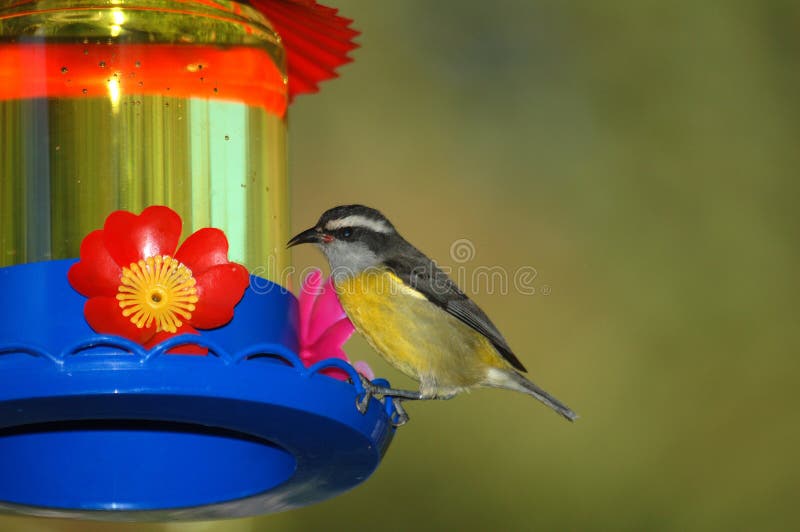 Yellow bird in the feeder