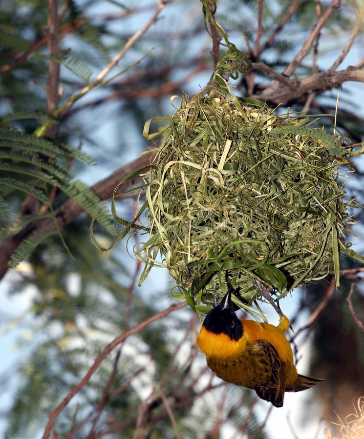 Yellow bird hanging high in air from nest